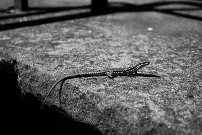 Close-up of a lizard on leaf