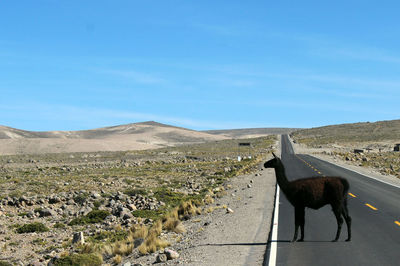 Horse on desert road against sky