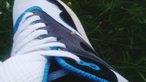 Close-up of white flowers