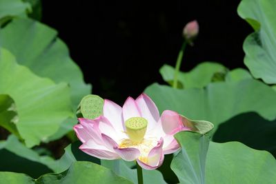 Close-up of pink lotus water lily