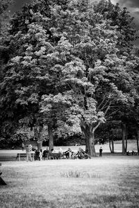 Trees on field in park