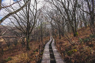 Footpath amidst trees in forest during autumn