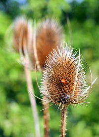 Close-up of wilted flower on field