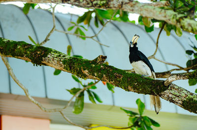 Low angle view of bird perching on branch