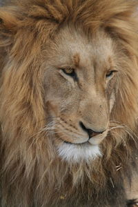 Close-up of lion