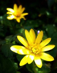 Close-up of yellow flower