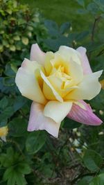 Close-up of rose blooming