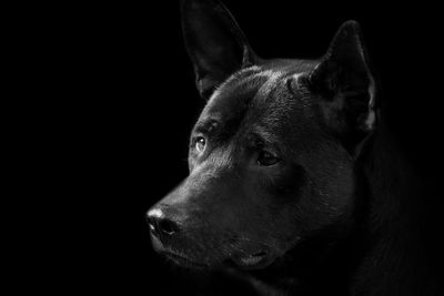 Close-up of dog over black background