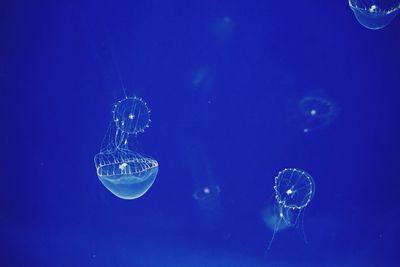 Close-up of jellyfish swimming in sea