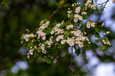 Close-up of white flowering plant