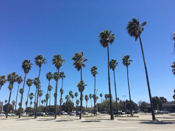 Low angle view of palm trees against blue sky