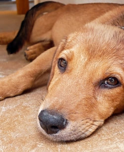 Close-up portrait of a dog