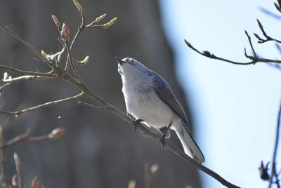 Close-up of bird perching on branch