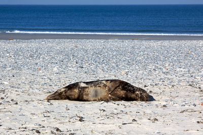 Sea lion on shore at beach