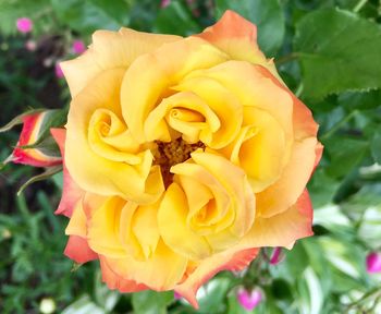 Close-up of yellow flower blooming outdoors