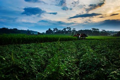 Scenic view of agricultural field against sky