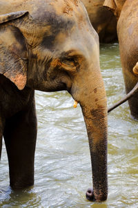 Elephant in the river in pinnawala elephant orphanage sri lanka. short tucks.