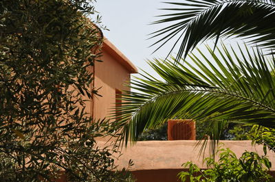 Palm tree by house against sky