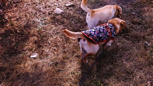 High angle view of dog standing on field