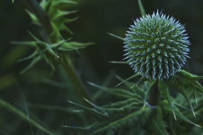 Close-up of plant