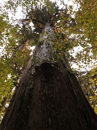 Low angle view of tree against sky