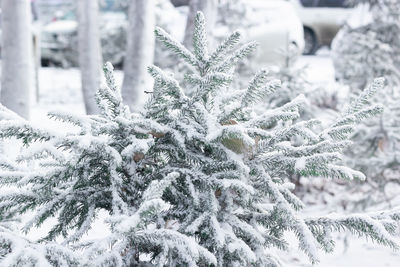 snow