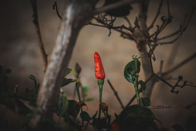 Red hot chili pepper on the tree in the garden. selective focus.