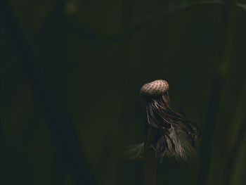 Close-up of mushroom