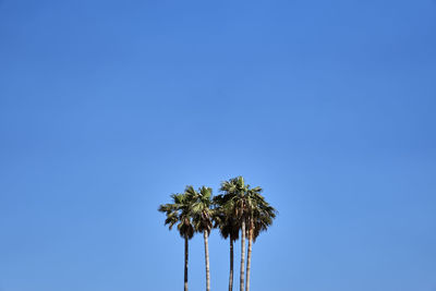 Low angle view of palm tree against clear blue sky