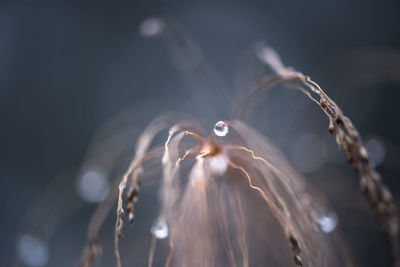 Close-up of snow on plant