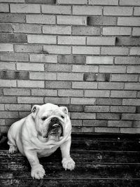 English bulldog sitting against wall