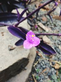 High angle view of pink flower blooming on tree