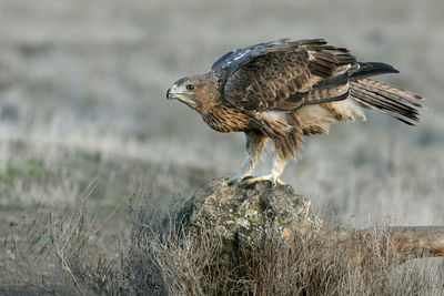 Close-up of bird perching on a field