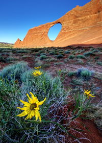 Sunflowers blooming on field with rock formation in background