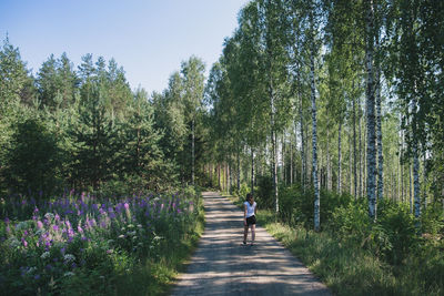 Birch wood and wild flowers in the finnish countryside