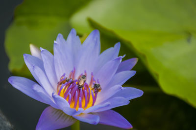 A purple lotus flower in a pool with many bees inside.
