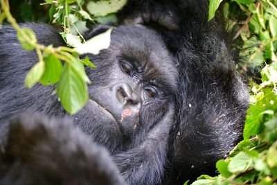 Mountain gorilla in rwanda volcanic mountains