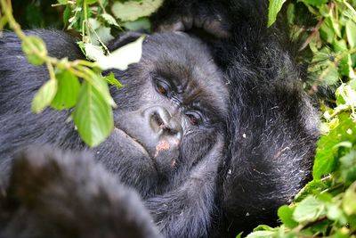 Close-up portrait of a monkey