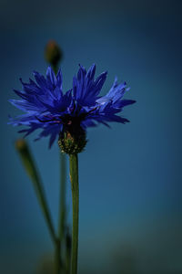 Close-up of purple flowering plant against blue sky