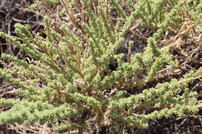 Close-up of plants growing on field