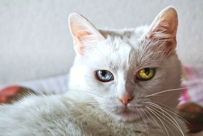 Close-up portrait of a cat