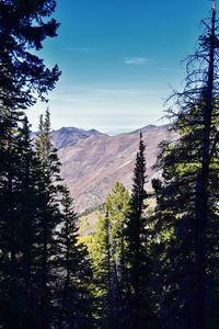 Scenic view of pine trees against sky