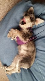 High angle view of dog relaxing on floor