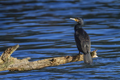 Great cormorant, phalacrocorax carbo, standing peacefully on a branch upon the river