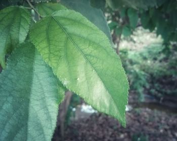 Close-up of fresh green leaf