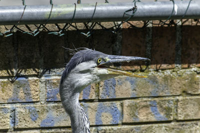 Close-up of bird against wall