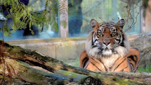 Portrait of tiger