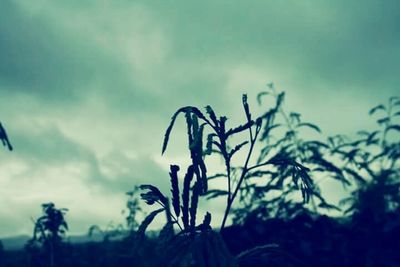 Low angle view of plants against cloudy sky