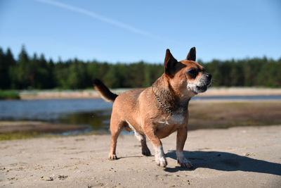 Dog standing on land against the sky