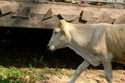 Side view of horse in ranch